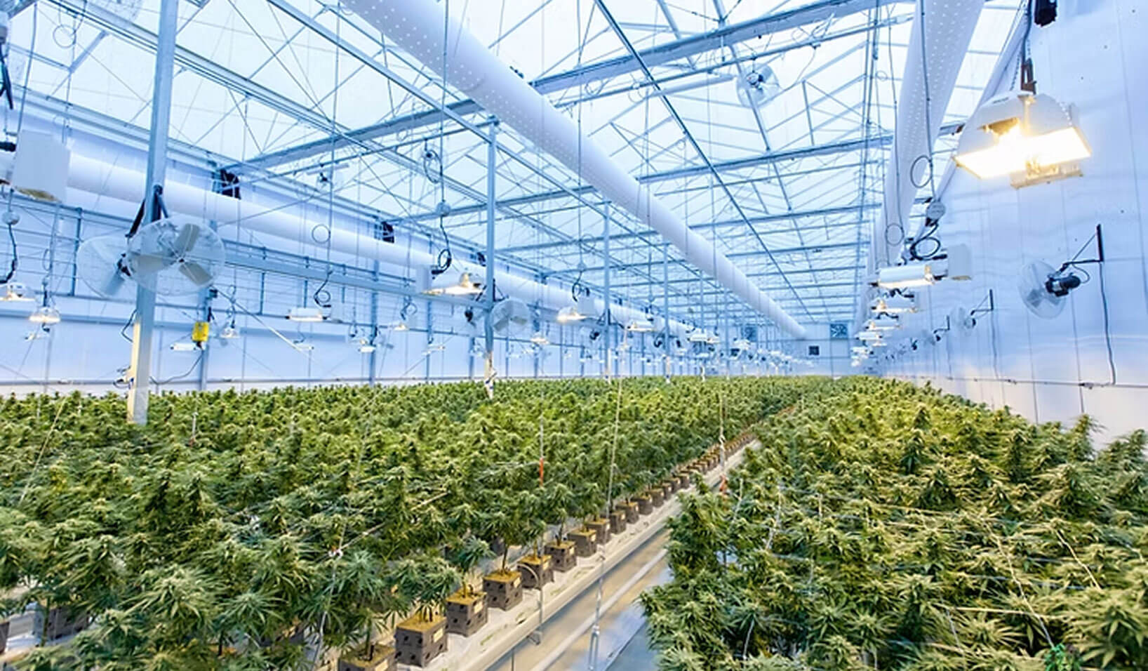 Benefits of Having a Medical Marijuana Card in Florida — And How VeriLeaf Can Help